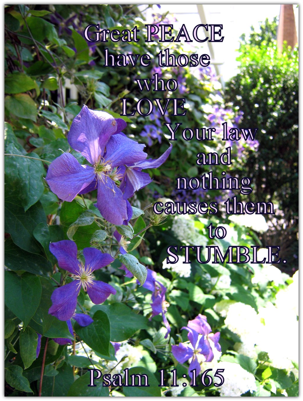 clematis 3 with text Ps 119 165