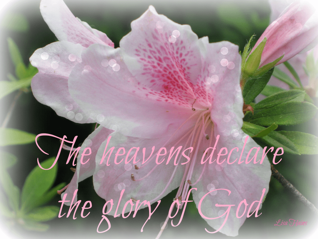 azalea with text complete