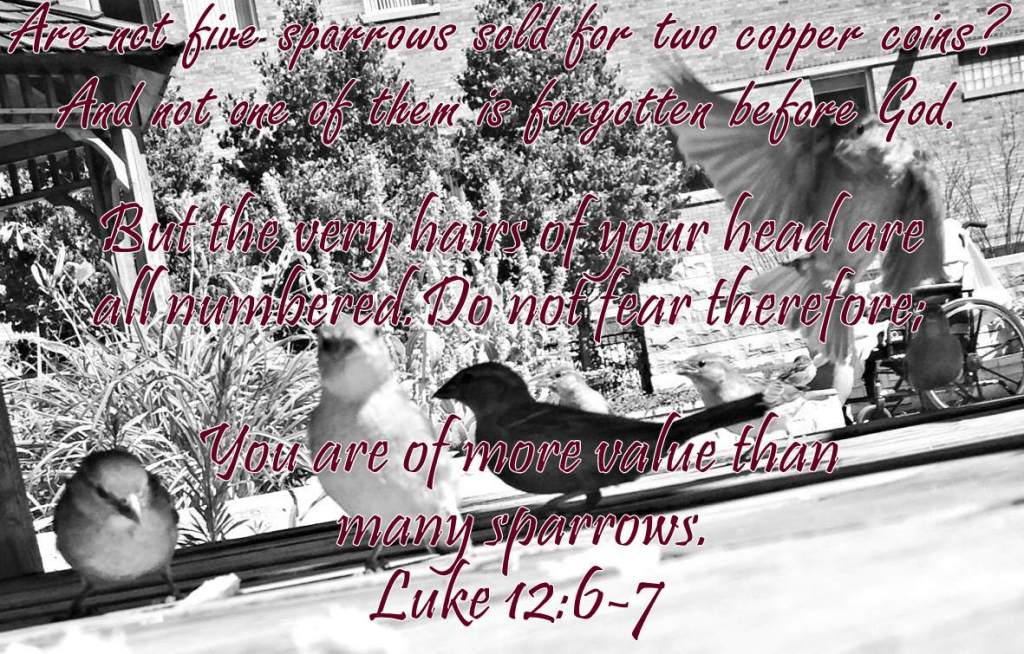 photo birds in gazebo