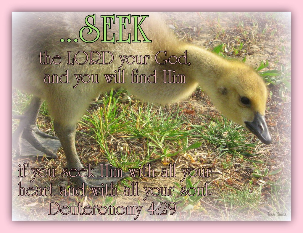 seeking Deut 4 29